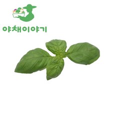친환경 베이비 바질 10g 1개 상품 이미지