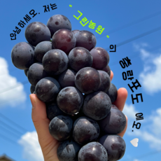평균 18Brix 이상 비파괴당도 선별 국내산 신품종 씨없는 포도 충랑, 1박스, 4kg