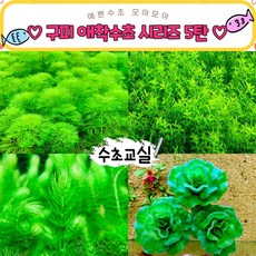 목련물배추