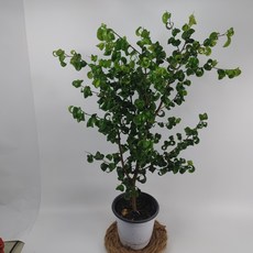 바로크 벤자민 고무나무 실내식물 공기정화식물, 1개