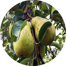 서양배 티모 허니스위트 세켈 묘목 유실수, 1개