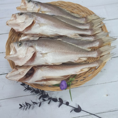 부산 반건조 생선 침조기 특대 제수용 선물용 이바지용, 1개, 52cm 내외 _ 1마리