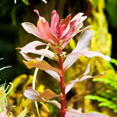 암마니아그라실리스