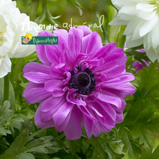 건강한춘복이네