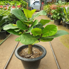 옐로우싱고니움