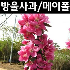엔부사과묘목