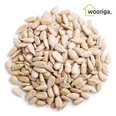 사토해바라기씨