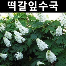 떡갈잎수국