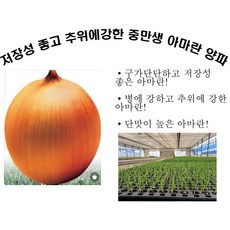 양파모종 TOP01