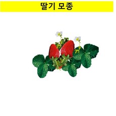딸기모종4개 (kj04)