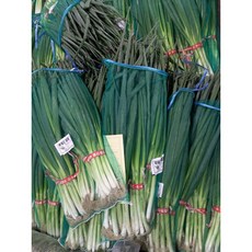 (행사용) 진도 흙 대파 2kg (2단 구성)