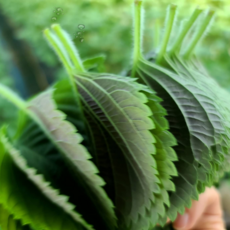 산지직송 추부깻잎 진한향기 GAP깻잎농장 깻잎, 깻잎30장짜리 10봉지