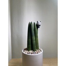 스투키수경재배