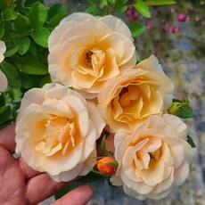 06b8e23ea0aa5a5fec3892fedee212c3f18943600d2aa21afe27dadc5833.jpg