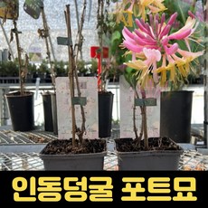 인동덩굴 포트묘 묘목 인동넝쿨나무 인동초, 1개