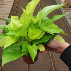 형광스킨답서스