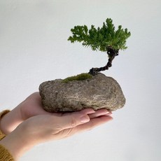 석부작