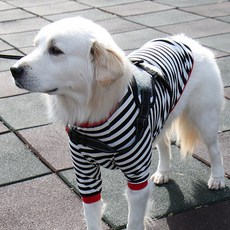 컴패니언2
