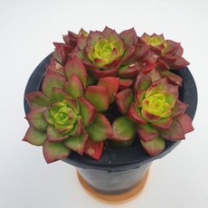 84c4e8bd7c5e92aede179df37072552ce55dace2c45ccace31169d596e25.jpg