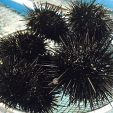 [보물섬해녀언니] 남해 자연산 성게알(급냉) 500g, 성게알500g