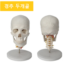 인체해부학대백과 TOP01