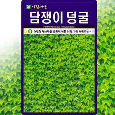 아람종묘 담쟁이 덩굴 씨앗 100립 넝쿨 나무 씨 조경 수목 종자