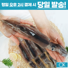 국내산 선동 급냉 초코오징어 통오징어 5미 10미 1kg 통찜용 숙회용 초콜렛오징어