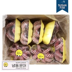 모리타니아문어