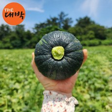 산지직송 제주 미니 밤호박 단호박 보우짱, 미니밤호박 (소과/개당 150-300g), 4.5kg (15-30과 내외), 1개