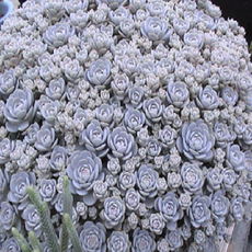꽃심야생화 연화바위솔 4개 묘종 바위솔 10cm포트묘