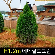 금산묘목나라 에메랄드그린 H1.2m 넓은폭 분다리 묘목 1주, 1개