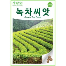 녹차 씨앗 우롱차 홍차 보이차 차씨앗 green tea 20알
