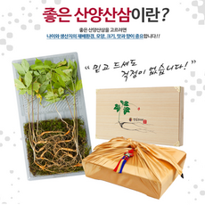 기백유기농 / 산양산삼 자연산 9 - 10년근 5뿌리, 상세페이지 참조
