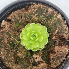 벌레잡이제비꽃