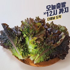 반반상추 당일포장 농가직송, 1kg, 1세트, 꽃상추500g+적상추500g