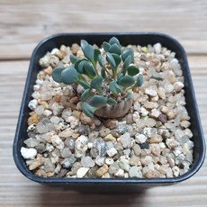 오소나 카카리 오이데스 아프리카 식물 0109