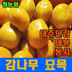 태추단감묘목