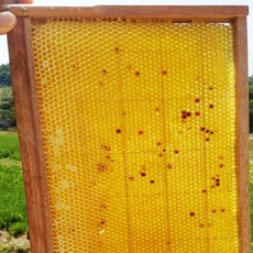오버파워푸드 제주 탐라 잡화꿀 100% 청정 자연꽃 꿀 2kg, 1개