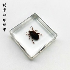 교육용 아크릴 곤충표본 사슴벌레 수업용 장수풍뎅이 박제 나비 표본집, 녹색 갈색 벼룩 딱정벌레, 1개