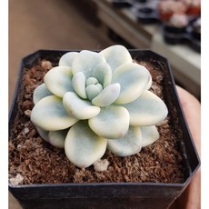 라울금