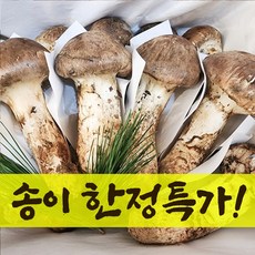 참조은식품 자연산 송이버섯 2024년 한정특가! 청도 국내산 수입산 백두산 송이버섯 선물용 가정용 1kg 500g, 1박스, 운남 자연산 송이버섯특2등급 500g