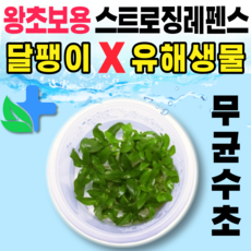 스트로징레펜스