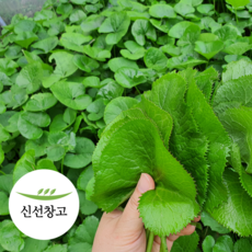 강원도 곰취나물 1kg 횡성 홍천 곰취 고랭지 재배 산지직송