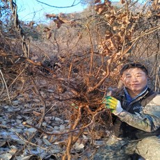 야생자연산100%찔레나무뿌리즙진액(110mlx60포)