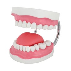 양치교육 치아모형(대) 칫솔질 교육용 양치 교구 이빨 모형, 1개