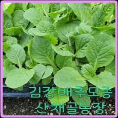 모종이야기 배추모종 105구모종판 (2024년 김장배추모종) 불암3호 / 구매수량확인필수 (주문수량에 맞춰 잘라서 보내드려요), 35개