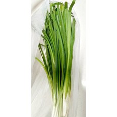 중국부추 호부추 1단(400g) 중국호부추 중국부추호부추 야채중국부추 중국호부 호부추씨앗 중국만두 중국물만두, 호부추 1단(약 400g), 1개