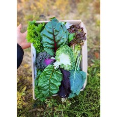 (주)채소마을 정말 맛있는 모듬쌈채소 13가지 싱싱 아삭 야채 쌈 채소 상추 건강식 샐러드 산지직송 당일재배 GAP인증 완료 생식 강력추천, 1개, 1kg