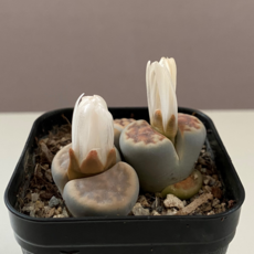 고무신다육정원