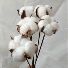 파충류 피드 박스 구조 조경 자연 밀 말린 꽃 꽃다발 보리 거실 정원 장식 병 트루 아트 f|실내 인테리어|, 1개, c180730846